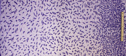 Hand Beaded and Sequined Mesh - Royal Blue - Prime Fabrics